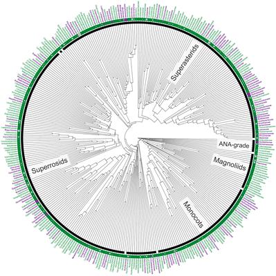 Convergent evolution of the annual life history syndrome from perennial ancestors
